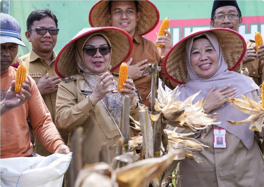 Wabup Misharti Ikuti Panen Jagung Pipil di Pasir Sialang